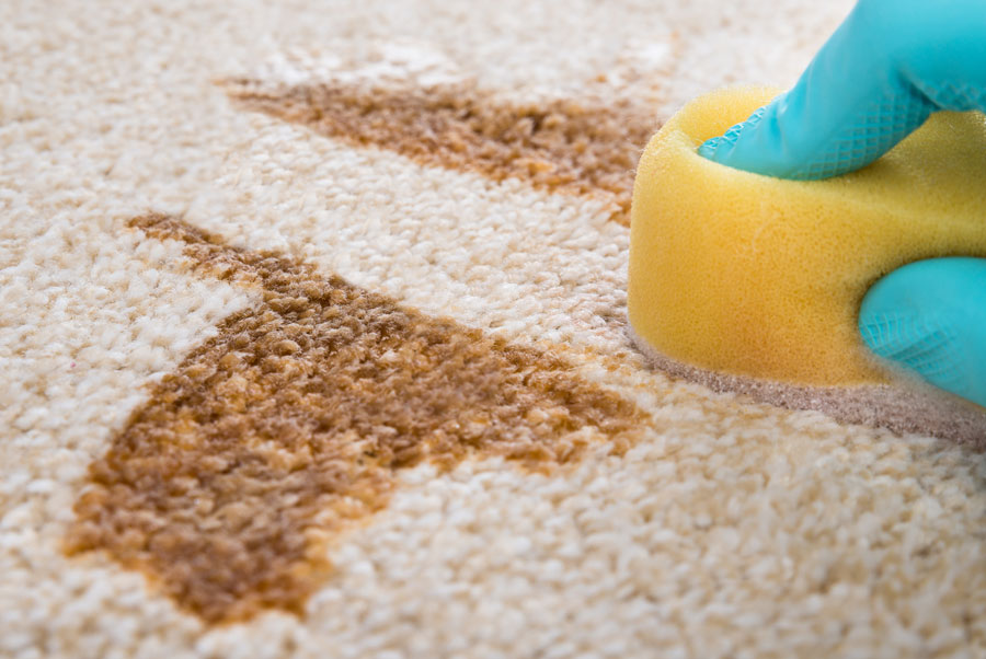 Elimina manchas y olores de las alfombras