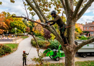 ¿Tu árbol es una amenaza? Guía de poda profesional para evitar daños y accidentes graves